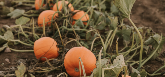 Seasonal Farm Growing: How to Grow with the Rhythm of the Land