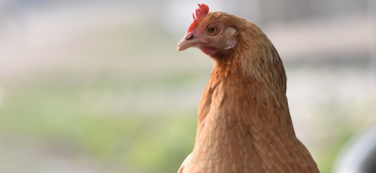 The Different Types of Poultry: How to Source Them, Farm Roles, and Nutritional Benefits